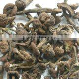 Detan Mushroom Dried Oyster Mushrooms thumbnail-3