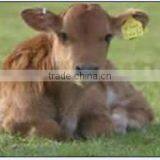 RFID Uhf Ear Tag Animal Farm Management