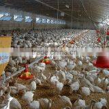 Automatic Broiler Pan Feeding System for Chickens thumbnail-3