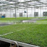 Multi-span Glass Covered Greenhouse Used For Vegetable From China thumbnail-5