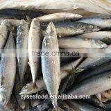 New Cargo Raw Clean Frozen Pacific Mackerel From FAO 61 thumbnail-1