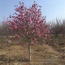 Prices of Magnolia Liliflora With Ground Diameters of 15 Cm, 18 Cm, and 12 cm in 2020. Cheap and Guaranteed Survival Rate. thumbnail-1