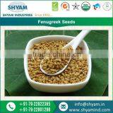 Highly Demanded Good Quality Fenugreek Seeds at Wholesale Rates thumbnail-1