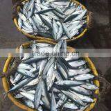 Scombor Japonicus Frozen Pacific Mackerel Market Sales 200-300g Light Catch Ship Frozen/land Frozen, Unit Size: 4-5pcs/kg thumbnail-1