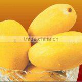 Honey Mango thumbnail-1
