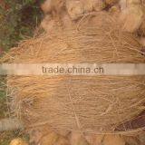 Fresh Frozen Coconuts thumbnail-1