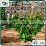 Vietnam Grade A Good Price Black Pepper 500gl for Powder thumbnail-4