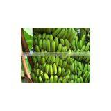 The Best Seller of Vietnamese Cavendish Banana thumbnail-4