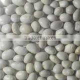 SPECKLED KIDNEY BEANS thumbnail-6