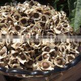 Moringa Oleifera Seeds Available... thumbnail-2