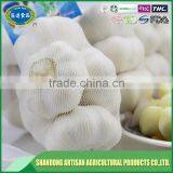 Fresh White Garlic Export Company thumbnail-1