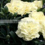 Supply Carnation Fresh Cut Carnation Fresh Cut Flowers thumbnail-6