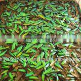 Beetle Wing Jewelry Component thumbnail-1