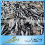Bonito Fish In Stock For Market thumbnail-3