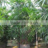 Rhapis Excelsa High 3-5m thumbnail-2