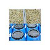 Sell Salted Peeled Garlic thumbnail-1