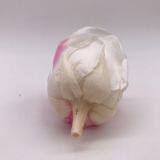 Preserved Rose Preserved Flowers Dried Flowers Birthday Valentine Party Wedding thumbnail-5