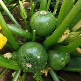 Early Maturity Green Peel Excellent Shining Zucchini Seed Round Green F1 Hybrid Squash/zucchini Seeds No.80 thumbnail-3