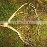 Hot Sell Wild Gensing, Natural Wild Gensing