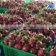 Good Quality Dragon Rruit With Competitve Price AT Market Viet Nam thumbnail-5