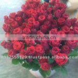 Rosa thumbnail-1