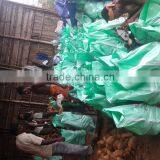 Semi Husked Coconuts thumbnail-4