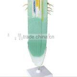 Peach Flower Model thumbnail-6