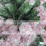 Silk Pink Geranium Blossom