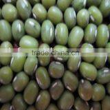 All Size Green Mung Beans 2010 Crop thumbnail-1
