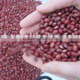 Small Red Beans thumbnail-1