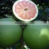 Vietnam Fresh Pomelo Best Price and High Quality