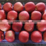 fresh fuji apples 2016 crop