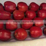 2016 New Crop New Season Huaniu Apple Fresh Apple China Gansu Tianshui Apple thumbnail-2