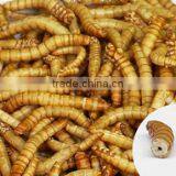 Freeze Dried Mealworms for Pet Food thumbnail-2