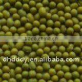 Mung Bean thumbnail-1
