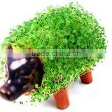 CHIA GRASS HANDMADE DECORATIVE PLANTER - Cattle thumbnail-1