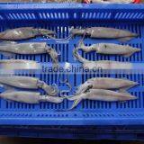 Squid Needle thumbnail-5