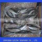 Frozen IQF Horse Mackerel thumbnail-1