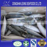 Frozen Seafood Fish Pacific Mackerel thumbnail-1