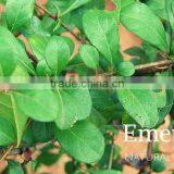 RANDIA DUMETORUM thumbnail-1