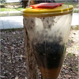 Xiong Guchuan Fly Attractant Water Solvent thumbnail-2