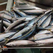 Pacific Mackerel thumbnail-1