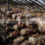 Dried Matsutake Mushroom Growing thumbnail-4