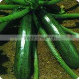 MoD Dark Green Early Mature Hybrid Pumpkin Seeds