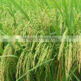 LOW PRICE JASMINE RICE FROM VIETNAM WHOLESALE thumbnail-1