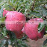 Fresh Huaniu apple from Gansu province fresh huaniu apple