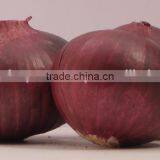 Indian Fresh Onion Premium Quality