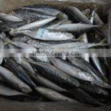 Frozen IQF Muroaji thumbnail-2