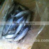 Best Price 300-500G Frozen Bonito Fish thumbnail-1
