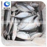 High Quality Frozen hard tail scad in fish